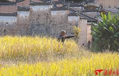 <b>2024年经济亮点察看⑤｜大食物不雅领航特</b>