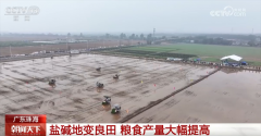 “良种+良法+良技”让盐碱地变良田 但愿