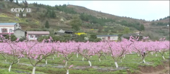 <b>“春赏花、秋食果”沉浸式感触感染神州</b>